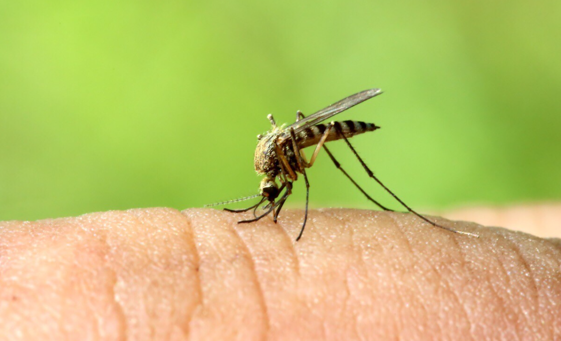 Чем лечить укус комара?