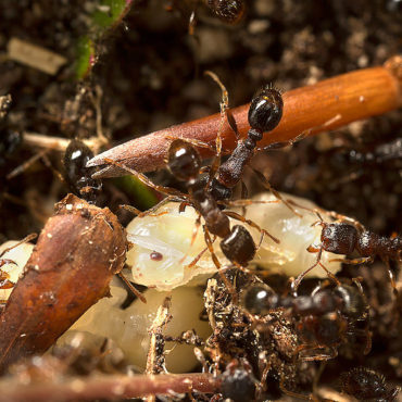 Дерновые муравьи, колония
