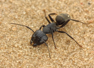 Дерновый муравей, внешний вид
