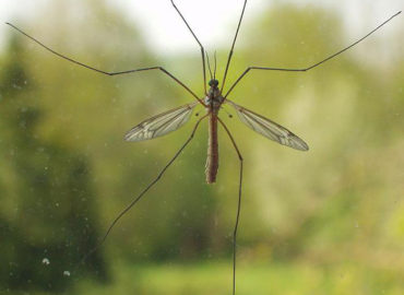 Долгоножка (комар)