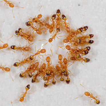 Как избавить от муравьев в доме или квартире в домашних условиях навсегда: чем их травить, обзор популярных методов
