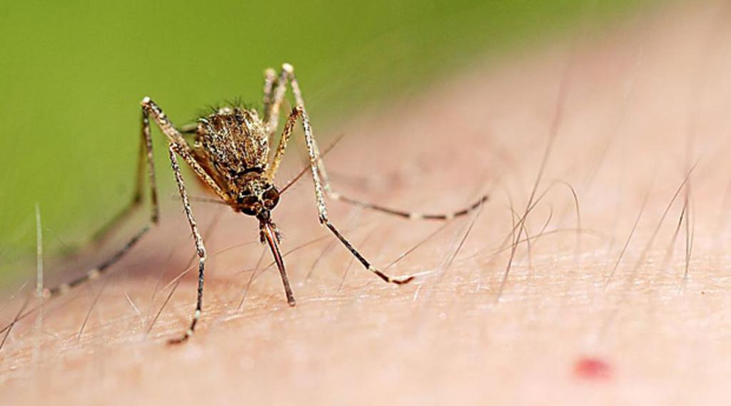Укус комара: чем лечить? Первая помощь при укусе комара