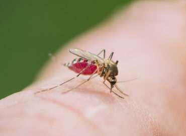 Укус комара, фото