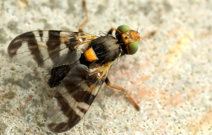 Вишневая муха (Rhagoletis cerasi)