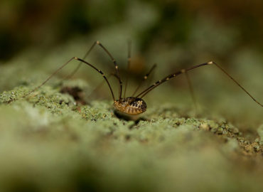 Домашний паук с длинными лапами, сенокосцы размножение