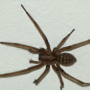 Домовый паук (Tegenaria Domestica)