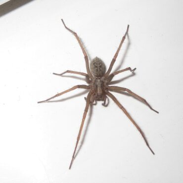 Домовый паук (Tegenaria Domestica)