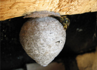 Осиное гнездо, фото