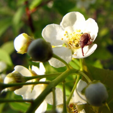 Яблоневый цветоед или яблонный цветоед (Anthonomus pomorum)