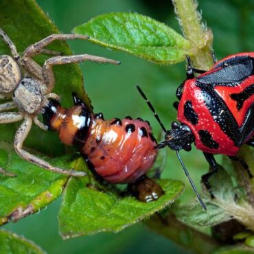 Какие насекомые едят колорадских жуков?