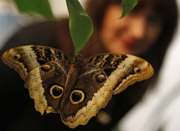 Бабочка сова (Калиго), внешний вид