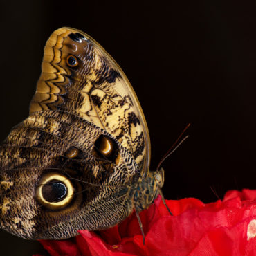 Бабочка сова из рода Калиго, вид сбоку, фото