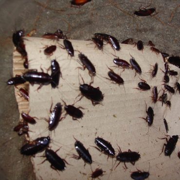 Черные тараканы в квартире, фото