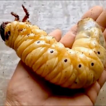 Личинка жука-геркулеса