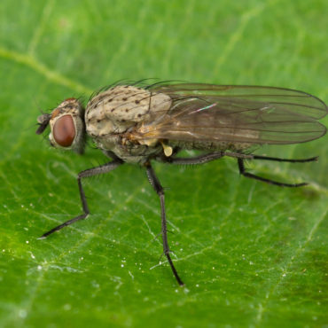 Луковая муха на листе, фото