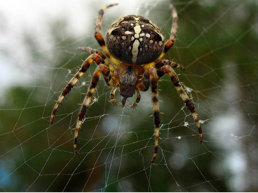Как называется паук с лицом на спине. Известные и интересные виды пауков. Уникальный вид, питающийся растениями