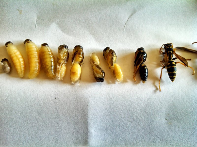Процесс появления осы из личинки