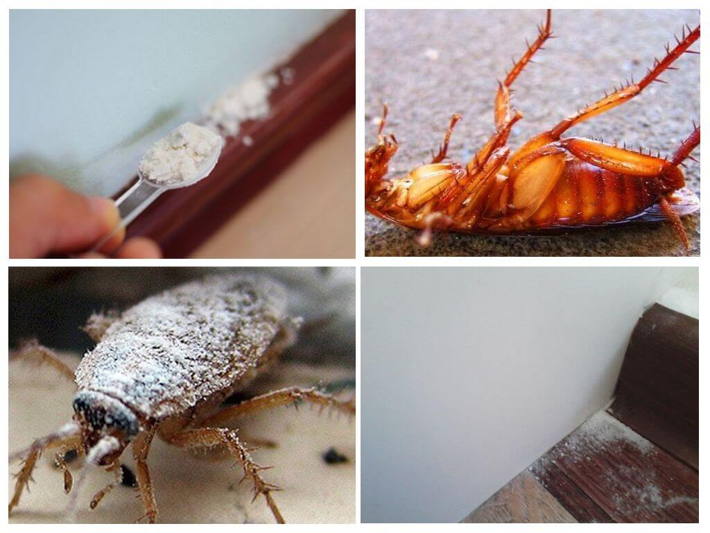 Какой порошок от тараканов выбрать? Правила применения и обзор эффективности разных средств