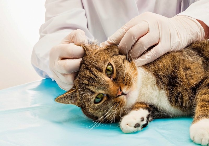 Ушной клещ у кошек: как определить симптомы?