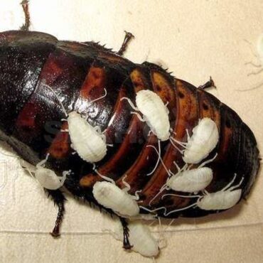 Мадагаскарский таракан, размножение