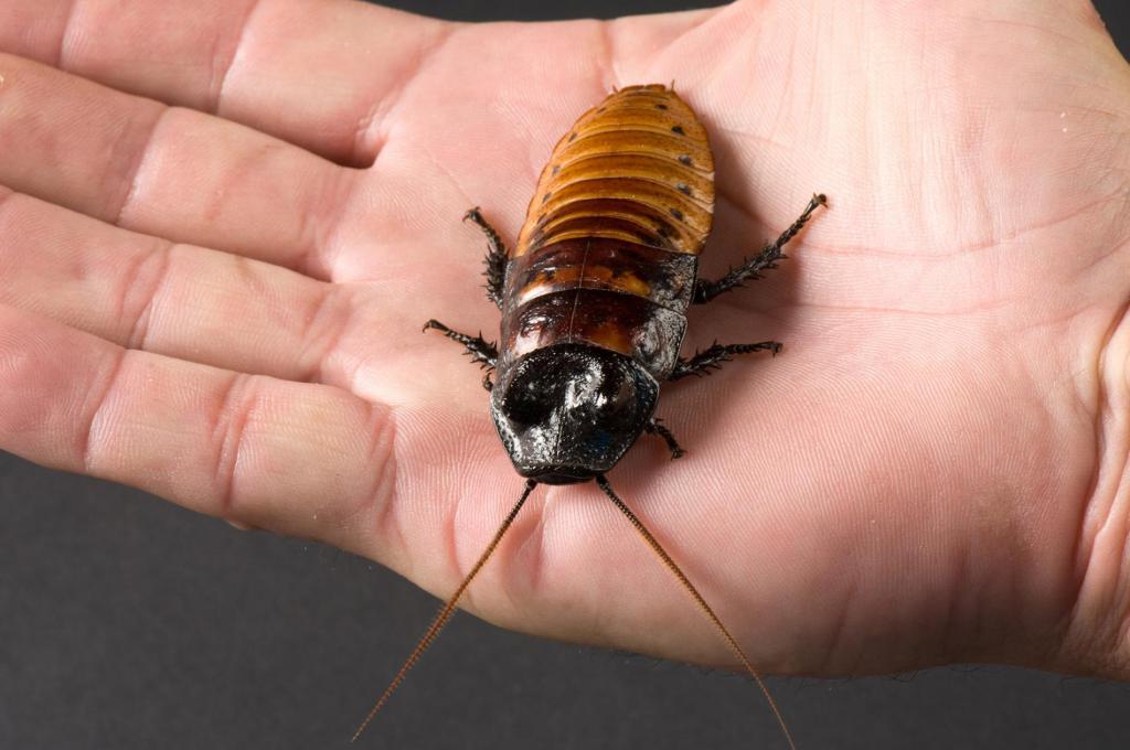 Мадагаскарский таракан, внешний вид