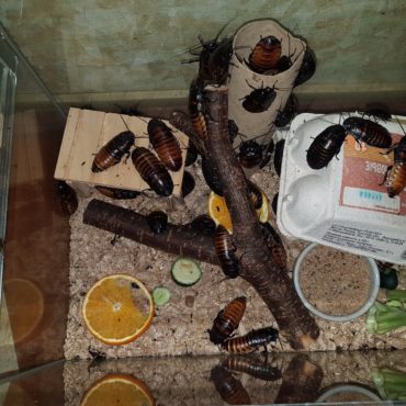 Мадагаскарские тараканы в террариуме