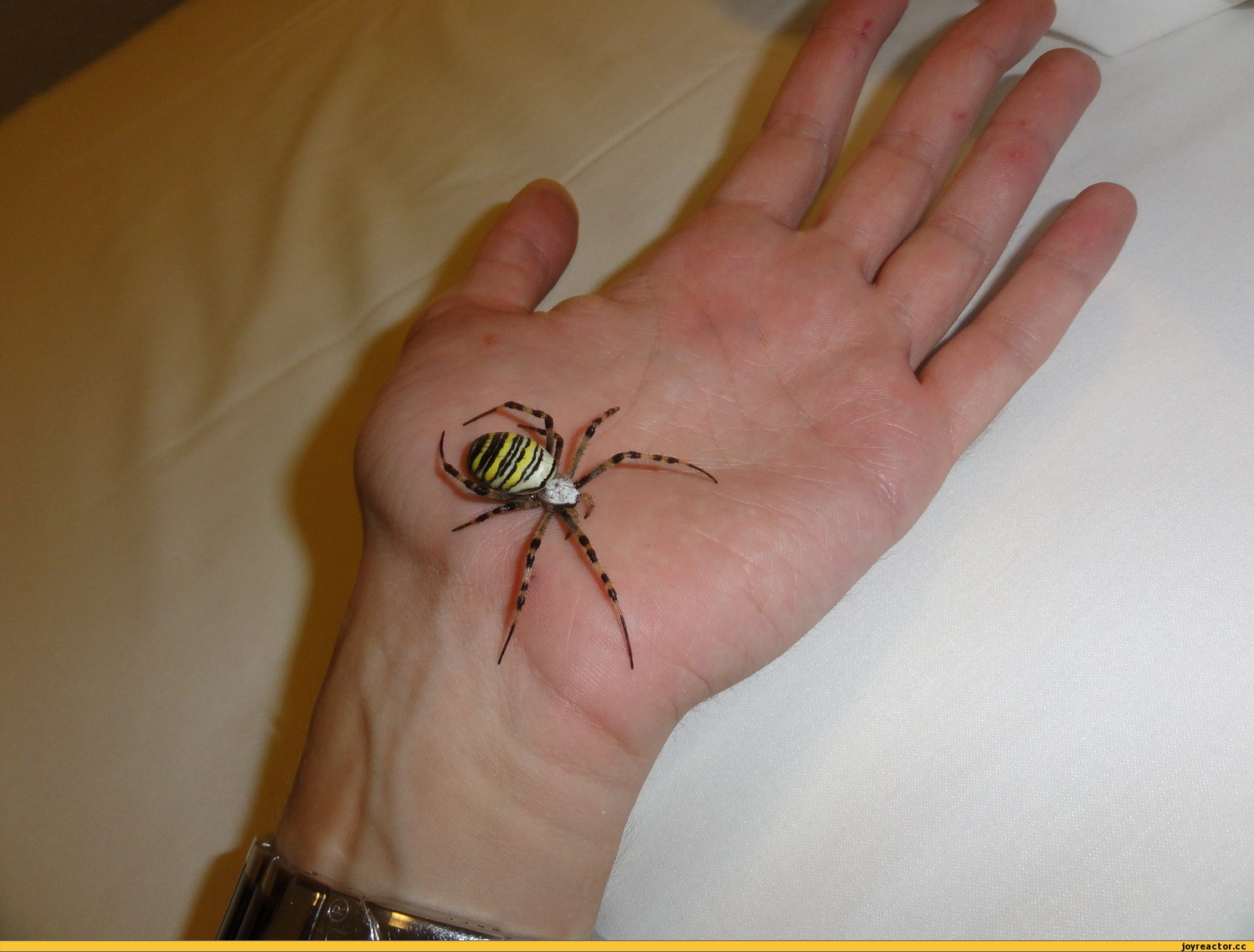 Фото читателя: в Эстонии появился осиный паук. Осторожно, кусается!