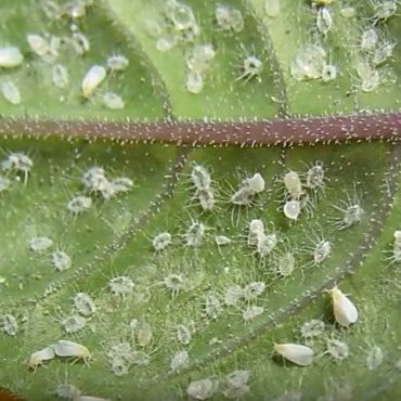 Белокрылка, личинки на комнатных растениях