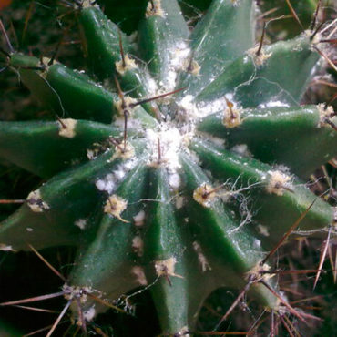 Мучнистый червец на кактусе, фото
