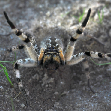 Южнорусский тарантул (мизгирь)