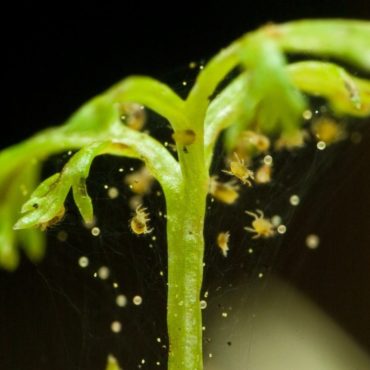 Паутинный клещ на комнатном растении, фото