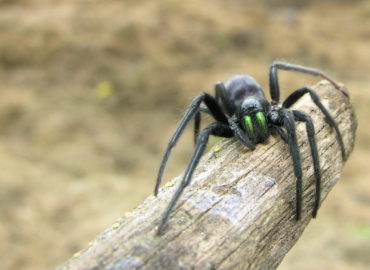 Погребной паук (Segestria florentina), фото