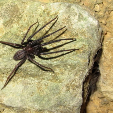 Погребной паук на камне, фото
