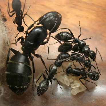 Черный муравей-древоточец в формикарии