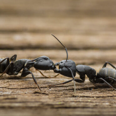 Черный муравей-древоточец (Camponotus vagus)