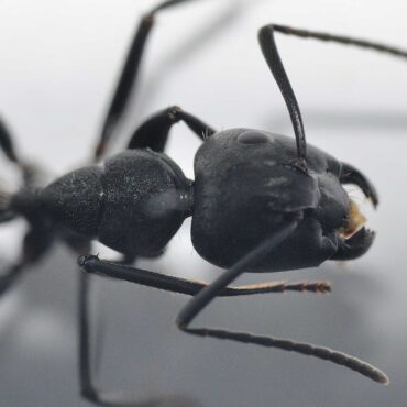 Черный муравей-древоточец (Camponotus vagus)