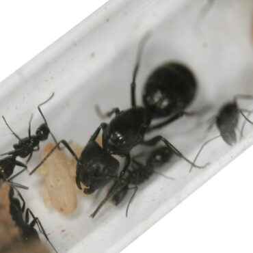 Черный муравей-древоточец