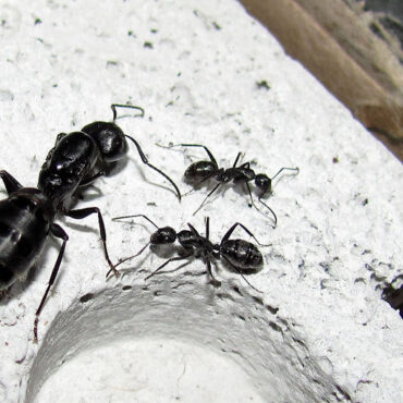 Черный муравей-древоточец