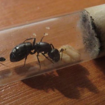 Camponotus vagus в колбе для формикария