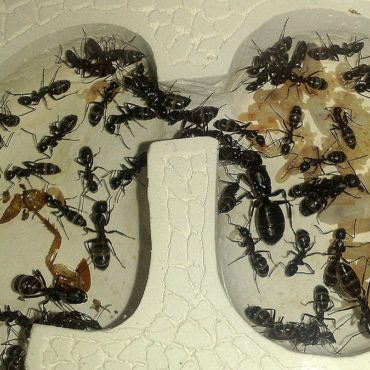 Черный муравей-древоточец (Camponotus vagus) в формикарии