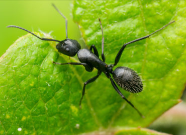 Черный муравей-древоточец (Camponotus vagus), внешний вид