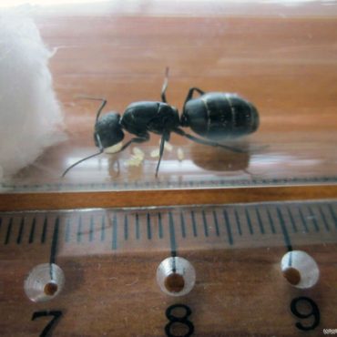 Черный муравей-древоточец (Camponotus vagus), размеры