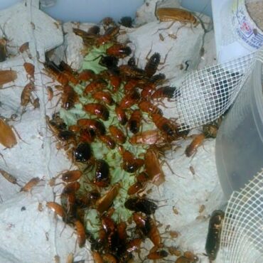 Туркменский таракан, разведение в домашних условиях