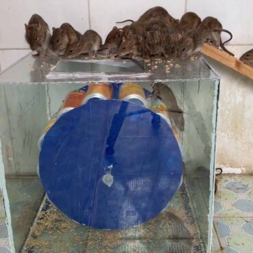 Ловушка для мышей из аквариума и жестяных банок