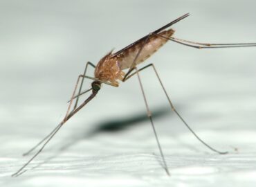 Малярийный комар: насколько он опасен для человека?