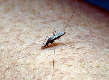 Малярийный комар, внешний вид