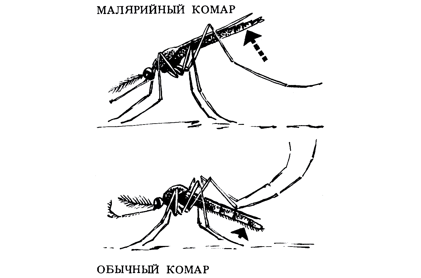Малярийный комар и обычный