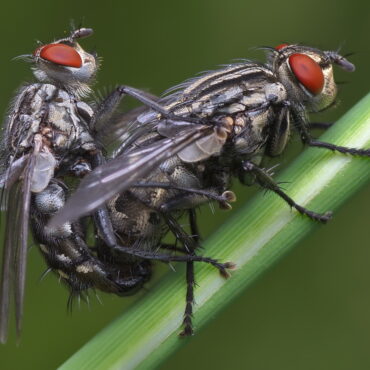Размножение серой мясной мухи