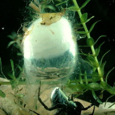 Подводный колокол паука-серебрянки