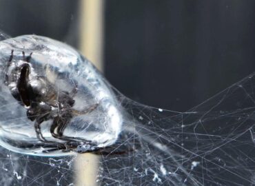Подводный воздушный колокол паука-серебрянки